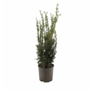 taxus-media-hicksii-80-100_6ef090.jpg