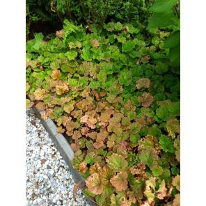 tellima grandiflora.jpg