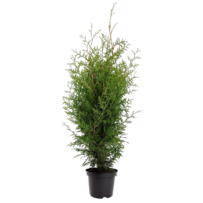 thuja-brabant-80-100.png