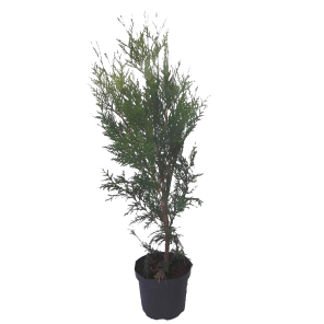 thuja-plicata-excelsa-120-140.png