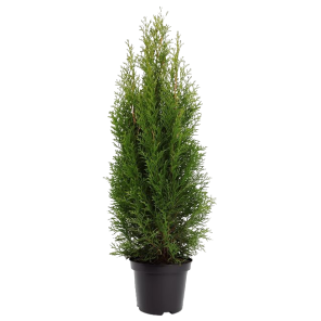 thuja-smaragd.png