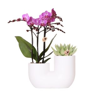 thumbnail_6000_104.jpg
