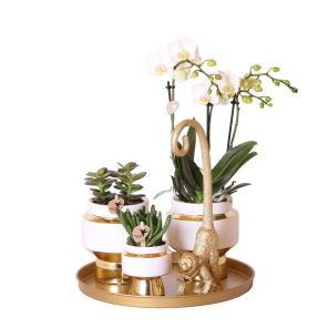 thumbnail_6000 (1)_1.jpg