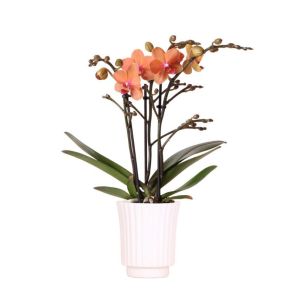 thumbnail_6000 (77).jpg
