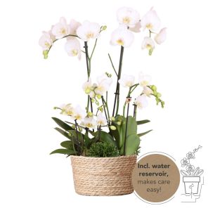 thumbnail_6000 (95).jpg