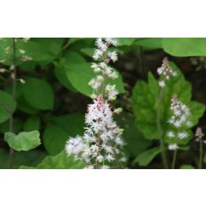 tiarella-wherryi-sfeer_eea367.jpg