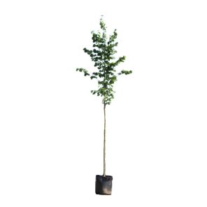 tilia-cordata-greenspire_dae4f9.jpg