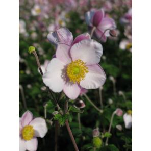 tomentosa 'Robustissima.jpg