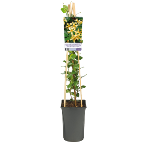 Trachelospermum-jasminoides-Star-of-Toscane.png