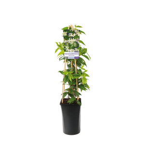 Ontvanger zeevruchten Bruidegom Fleur.nl | Planten online bestellen | Binnen & Buitenplanten