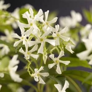 Trachelospermum 'Italiaanse Jasmijn' 4.png