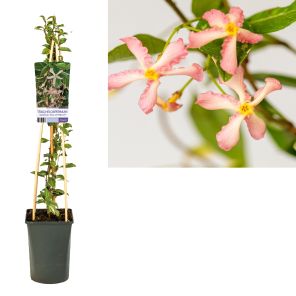 trachelospermum star of milano.jpg