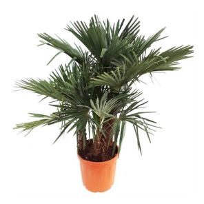 trachycarpus-fortunei-3-stam-140-150cm_0a1fb7.jpg