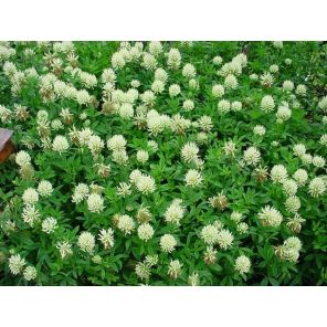 Trifolium ochroleucon.jpg