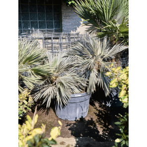 Trithrinax brasiliensis.png