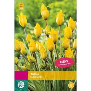 tulipa sylvestris 20.jpg