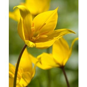 tulipa sylvestris.jpg