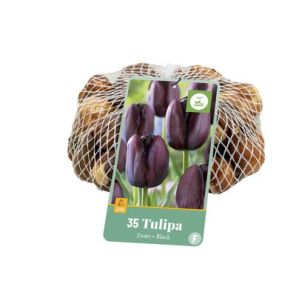 tulipa zwart 35.jpg