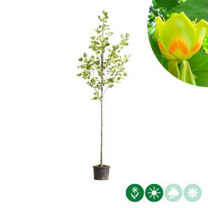 tulipifera.jpg