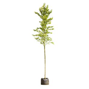 ulmus-glabra_52650e.jpg