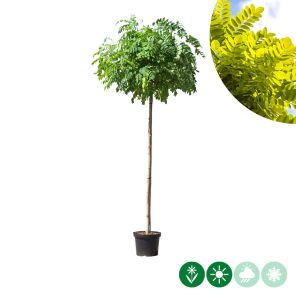 umbraculifera bol.jpg