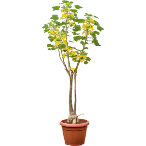 Uncarina decaryi.png