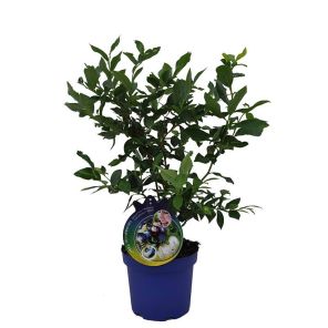 vaccinium-corymbosum-duke_f5f0a1.jpg