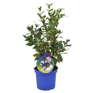vaccinium-corymbosum-patriot_775e51.jpg
