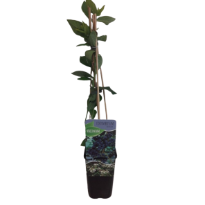 vaccinium bluegold.png