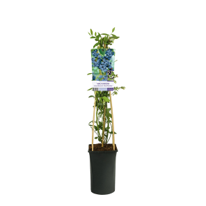 Vaccinium corymbosum 'Goldtraube' Blauwe Bes 4(2).png