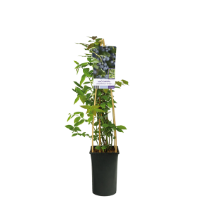 Vaccinium corymbosum 'Jersey' 2(2).png