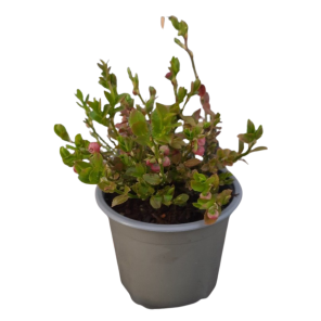 vaccinium myrtillus.png