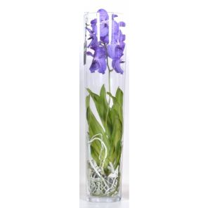 vanda orchidee in vaas.jpg