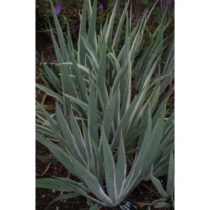 Variegata.jpg