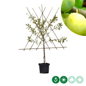 verte leiboom s.jpg