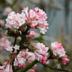 viburnum-bodnantense-charles-lamont-sfeer_d99975.jpg