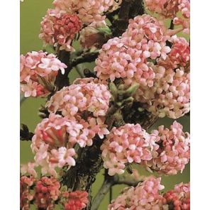 viburnum-bodnantense-dawn-sfeer_1cdfb0.jpg