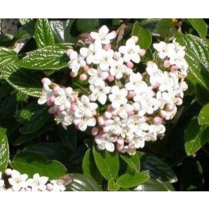 viburnum-burkwoodii-sfeer_d1899f.jpg
