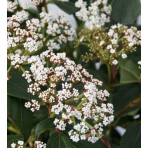 viburnum-davidii-sfeer_149f5b.jpg