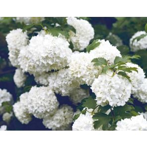 viburnum-eskimo-sfeer_fc45d9.jpg