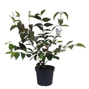viburnum-plicatum-pink-beauty_0f043f.jpg