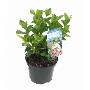 viburnum-tinus-ladybird_3940bf.jpg