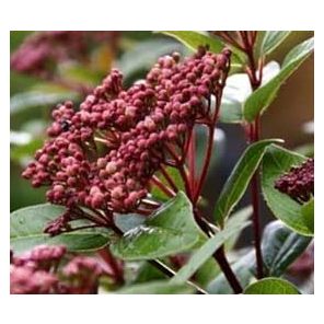 viburnum-tinus-spirit-close_6c2d5f.jpg