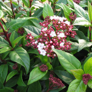 viburnum ladybird.png