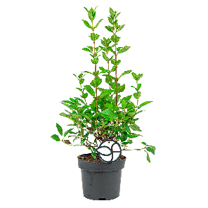 Viburnum Tinus L1(2).png