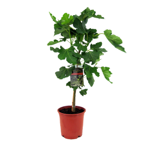 vijgenboom-m.png