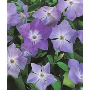 vinca-major-sfeer2_117e09.jpg