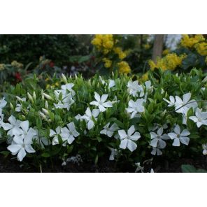 vinca-minor-alba.jpg