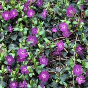 vinca-minor-atropurpurea-sfeer_ae2b04.jpg