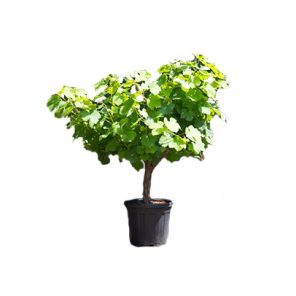 vitis-vinfera-moscatel_7b9f4f.jpg